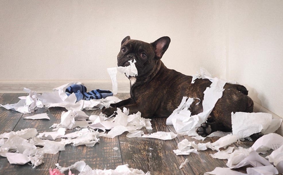 Kütahya/Merkez Köpek davranışlarının anlamı?