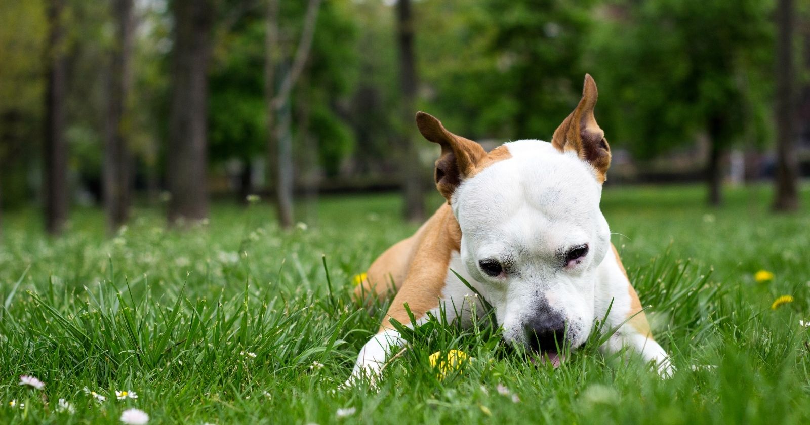 Kütahya/Merkez Köpekler Neden Ot Yer?