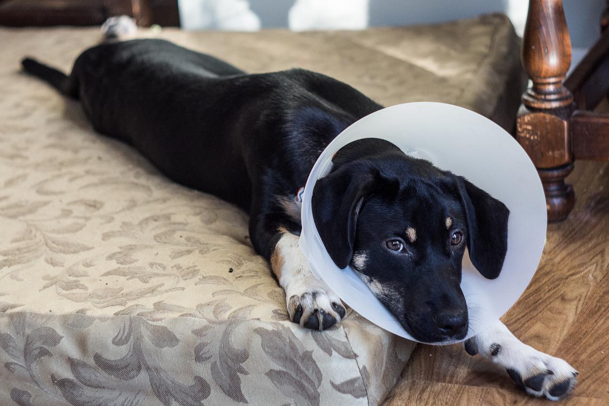 Erkek Köpek Kısırlaştırma